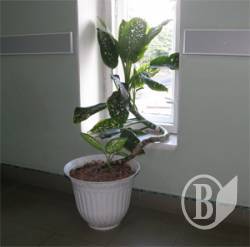 Змія. Підвіконна. ФОТОракурс Змія. Підвіконна. ФОТОракурс
