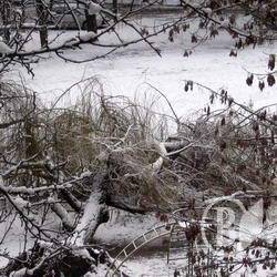 Сніг завалив дерево? ФОТОфакт Сніг завалив дерево? ФОТОфакт