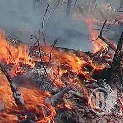 Лісові пожежі на Чернігівщині стали щоденними Лісові пожежі на Чернігівщині стали щоденними