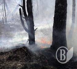 Небезпека: Горять ліси Небезпека: Горять ліси
