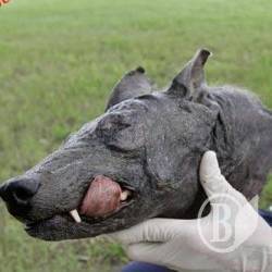 У бакаївських болотах на Чернігівщині завелася «чупакабра» У бакаївських болотах на Чернігівщині завелася «чупакабра»