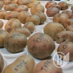 Виставка «Сад-город» триває у Чернігові. ФОТОрепортаж Виставка «Сад-город» триває у Чернігові. ФОТОрепортаж