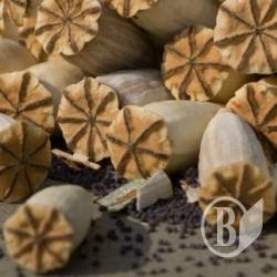 Наркомана спіймали під час «випасу» на маковому полі Наркомана спіймали під час «випасу» на маковому полі