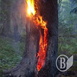 Деревья в Чернигове не только вырубают, но и жгут Деревья в Чернигове не только вырубают, но и жгут