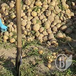 Підсумки-2009: На Чернігівщині їдять картоплю, овочі і молокопродукти Підсумки-2009: На Чернігівщині їдять картоплю, овочі і молокопродукти
