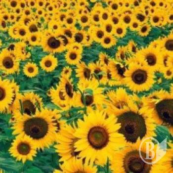 Експорт соняшникової олії з України може сягнути 60% світового ринку Експорт соняшникової олії з України може сягнути 60% світового ринку