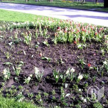 ������� ���������� ������ ��������� � ����� ��������� (����)