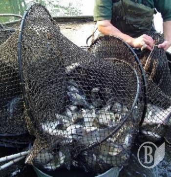 ������ �����, ������ �� ��������...