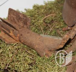 �������� ���� �������