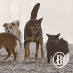 ����� �������