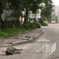 Собаки помирали в агонії… (відео) Собаки помирали в агонії… (відео)