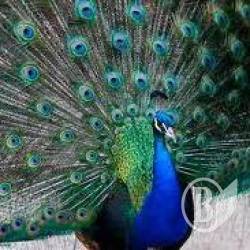 ��������� ������� � ��������