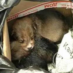 �������������� �������� �� ������� (����)