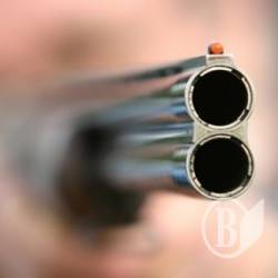 Чотирилапих безхатьків перестріляють у Ніжині Чотирилапих безхатьків перестріляють у Ніжині