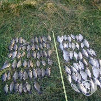 146 Браконьерами уничтожается вид рыбы, занесенные в Красную книгу