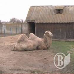 У Менському звіринці поповнення – з’явилось верблюжа та їжа