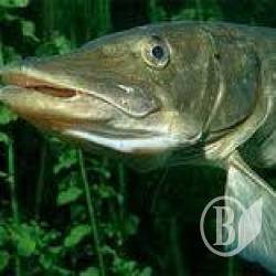 ���� ���������� ������� �������� �� ���� �����������?