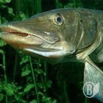 ���� ���������� ������� �������� �� ���� �����������?