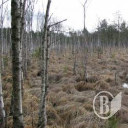 Капремонт меліоративної системи Смолянка – зберігаємо торфовища Капремонт меліоративної системи Смолянка – зберігаємо торфовища