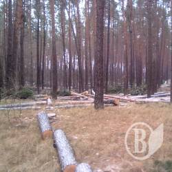 Цінні породи дерев знищують у Ладинці – селяни б'ють на сполох Цінні породи дерев знищують у Ладинці – селяни б'ють на сполох