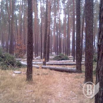 Лісокористувач не вберіг ліс Лісокористувач не вберіг ліс