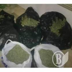 Марихуану и заряды нашли у жителя Новгород-Северского Марихуану и заряды нашли у жителя Новгород-Северского