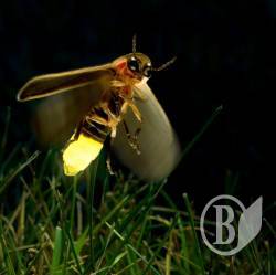   Fireflies   . ³