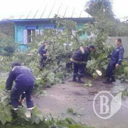 Десятки деревьев и провода не выдержали вчерашний дождь Десятки деревьев и провода не выдержали вчерашний дождь