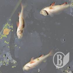 Результати досліджень води з Остра. Офіційно Результати досліджень води з Остра. Офіційно