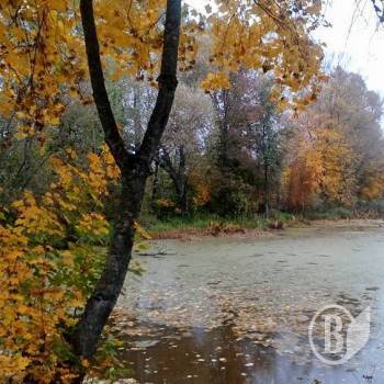 Осінь у Кучиновограді. Фоторелаксація Осінь у Кучиновограді. Фоторелаксація