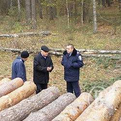 К расследованию «санитарной» вырубки 3 га леса приобщился прокурор