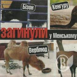 У Менському зоопарку загинули бізон, верблюд, кенгуру й олень У Менському зоопарку загинули бізон, верблюд, кенгуру й олень