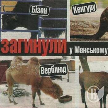 У Менському зоопарку загинули бізон, верблюд, кенгуру й олень У Менському зоопарку загинули бізон, верблюд, кенгуру й олень