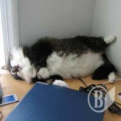 Котячий кошик «зтирили» разом з котом? Котячий кошик «зтирили» разом з котом?