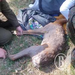 Лісівники врятували від людей косулю Лісівники врятували від людей косулю