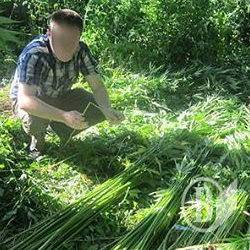 Плантацію коноплі скосили в Ніжині Плантацію коноплі скосили в Ніжині