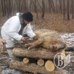 Свиняча чума заморила тварину селянина на Борзнянщині Свиняча чума заморила тварину селянина на Борзнянщині
