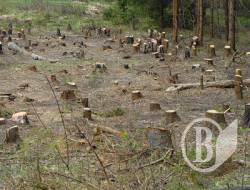 Чернігівщина в ТОП незаконних порубок Чернігівщина в ТОП незаконних порубок