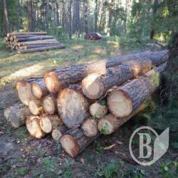 Фірма виграла у військового лісгоспу мільйон на постачання армії деревини з Чернігівщини Фірма виграла у військового лісгоспу мільйон на постачання армії деревини з Чернігівщини