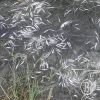 Повідомляйте про задуху риби Повідомляйте про задуху риби