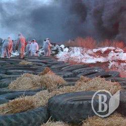 Спалено дві тисячі свиней. На черзі ще дві Спалено дві тисячі свиней. На черзі ще дві