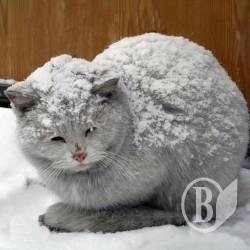 Пенсіонерка заселила однокімнатку котами й собаками Пенсіонерка заселила однокімнатку котами й собаками