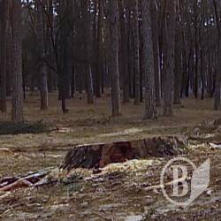 Попід Черніговом випиляли сторічні дерева Попід Черніговом випиляли сторічні дерева