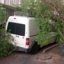 Дерево привалило авто у дворі багатоповерхівки в Чернігові Дерево привалило авто у дворі багатоповерхівки в Чернігові