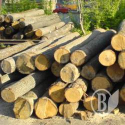 Засуджено любителя напиляти кленів у полезахисній смузі Засуджено любителя напиляти кленів у полезахисній смузі