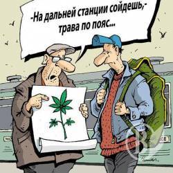 «Врожай зілля» зібрали прикордонники «Врожай зілля» зібрали прикордонники