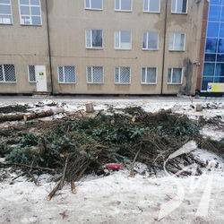 Знищено ялини біля Міського палацу культури Чернігова Знищено ялини біля Міського палацу культури Чернігова