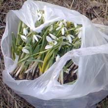 Скоро буде первоцвіт, який рвати заборонено Скоро буде первоцвіт, який рвати заборонено
