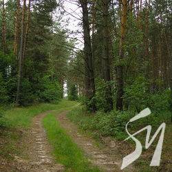 Сьогодні, 21 березня, – День лісів Сьогодні, 21 березня, – День лісів