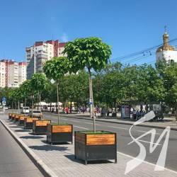 Крокують Черніговом катальпи в горщиках Крокують Черніговом катальпи в горщиках